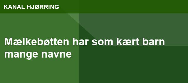 Mælkebøtten har som kært barn mange navne