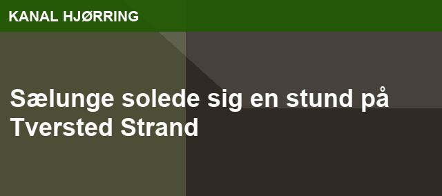 Sælunge solede sig en stund på Tversted Strand