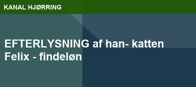 EFTERLYSNING af han- katten Felix - findeløn