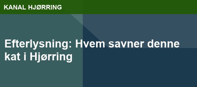 Efterlysning: Hvem savner denne kat i Hjørring