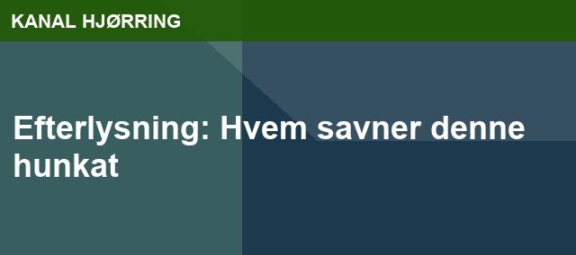 Efterlysning: Hvem savner denne hunkat