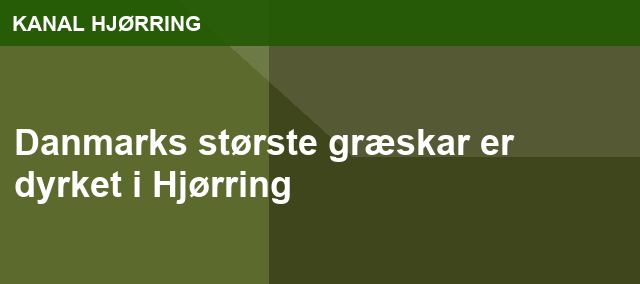Danmarks største græskar er dyrket i Hjørring