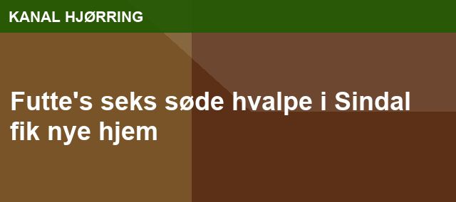 Futte's seks søde hvalpe i Sindal fik nye hjem